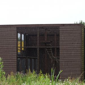 Ring-tailed Coati exhibit under construction, 1st July 2024