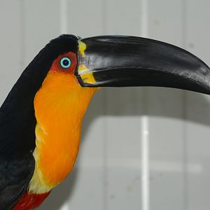 Ariel toucan (Ramphastos vitellinus ariel)