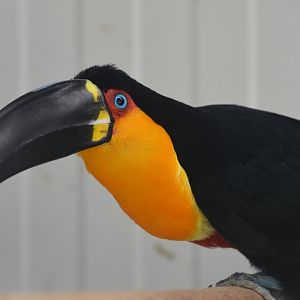 Ariel toucan (Ramphastos vitellinus ariel)