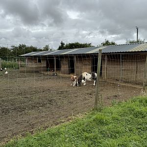 Chicken/Shetland Pony Enclosure at Bridlington Animal Park (July 2024)