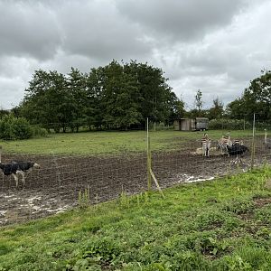 Ostrich/Zebra Enclosure at Bridlington Animal Park (July 2024)