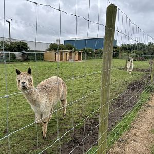 Alpaca Enclosure at Bridlington Animal Park (July 2024)