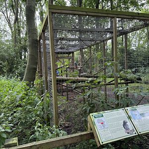 Congro African Grey Parrot / Timneh Parrot Aviary at Bridlington Animal Park (July 2024)