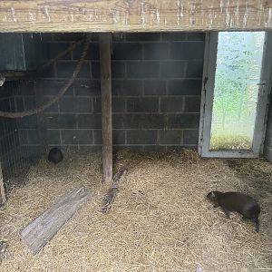 Azara's Agouti House at Bridlington Animal Park (July 2024)