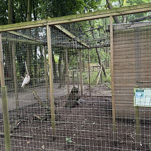 Long-billed Corella Aviary at Bridlington Animal Park (July 2024)