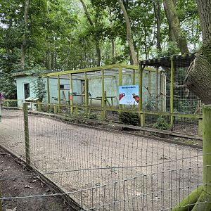 Rescued Parrots at Bridlington Animal Park (July 2024)