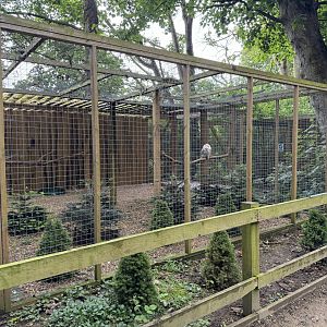 Snowy Owl Aviary at Bridlington Animal Park (July 2024)