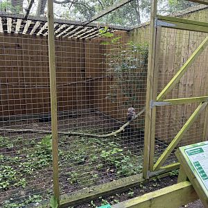Tawny Frogmouth Aviary at Bridlington Animal Park (July 2024)