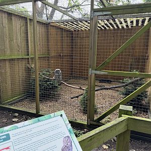 Great Grey Owl Aviary at Bridlington Animal Park (July 2024)