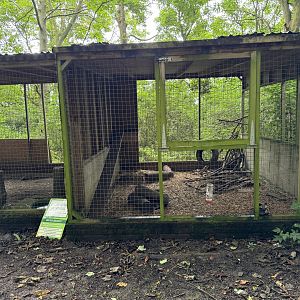 Asian Palm Civet Enclosure at Bridlington Animal Park (July 2024)