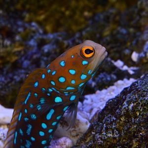 Blue-spotted jawfish (Opistognathus rosenblatti)