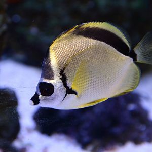 Blacknosed butterflyfish (Johnrandallia nigrirostris)