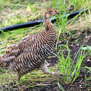 Greater Prairie-Chicken