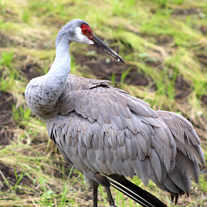 Sandhill Crane