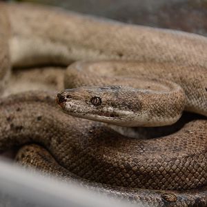 Wetar Island python (Liasis mackloti dunni)