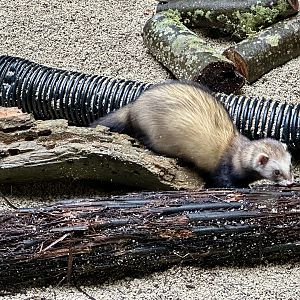 Ferret (Mustela furo)