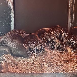 Cape Porcupine Family