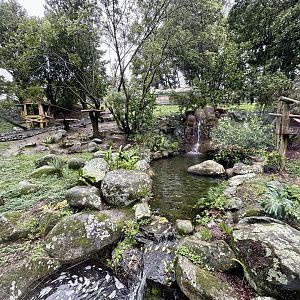 Ring-tailed Lemur Exhibit (Viewing Window)