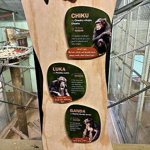 Chimpanzee Profiles 2