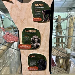 Chimpanzee Profiles 1