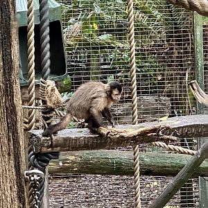 Brown capuchin (Cebus apella)