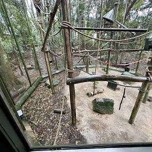 Brown Capuchin Exhibit