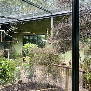 Yellow-collared Lovebird Aviary