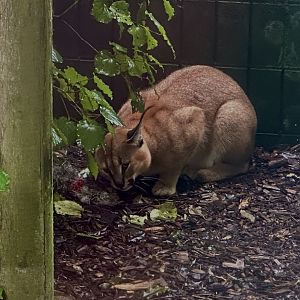 Caracal Eating