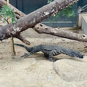 Lace monitor