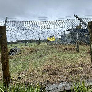 Old African Wild Dog Exhibit