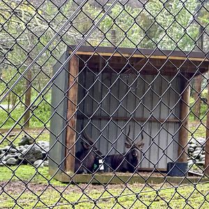 Lowland Nyala Bulls in Shelter