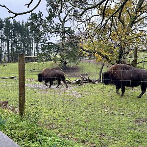 North American Bison Exhibit