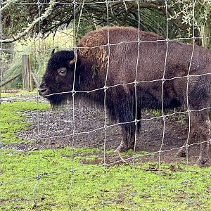 American plains bison (Bison Bison Bison)