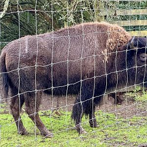 American plains bison (Bison Bison Bison)