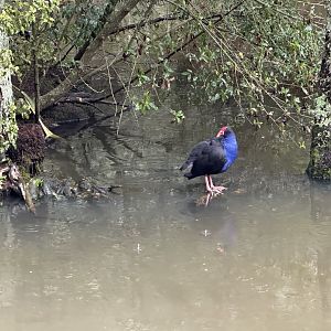 Pukeko (Porphyrio melanotus)