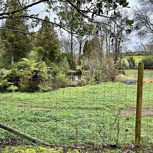 Old Sitatunga Exhibit