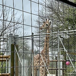 New Giraffe (Jabali)