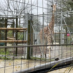 New Giraffe (Jabali)