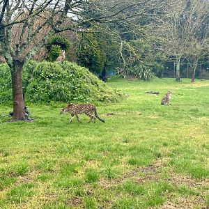 Four Cheetah (Bachelor Coalition)