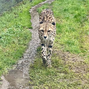 Cheetah (Acinonyx jubatus)