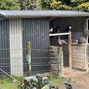 Rhino House (Peacocks Roosting)