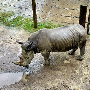 Kruger Enjoying the Rain