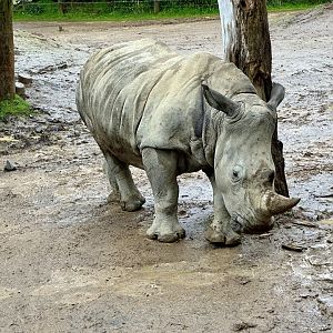 Zahra (Southern white rhinoceros)