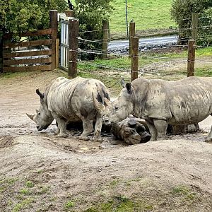 Southern White Rhinoceros (Cows)