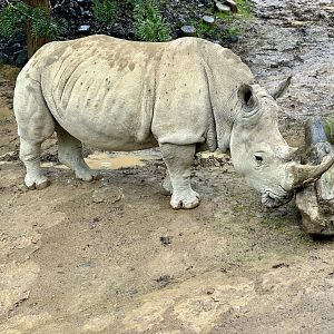 Kito (Southern white rhinoceros)