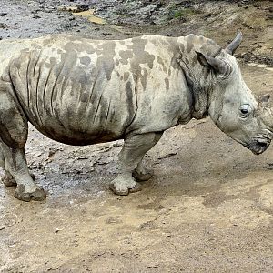 Imani (Southern white rhinoceros)