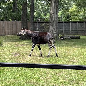 Okapi