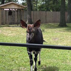 Okapi