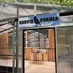 Corvid Corner