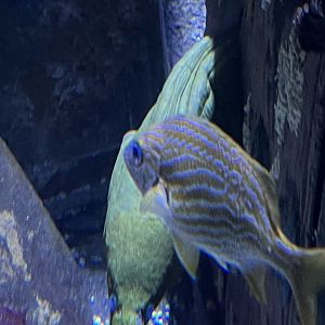 Pirates passage- unsigned green moray in Shipwreck exhibit